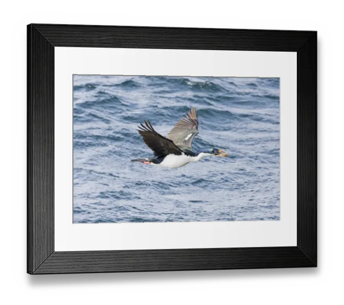 Framed Print : 01934dt. Imperial