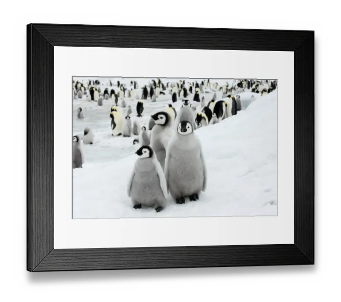 Framed Print : 01960dt. Emperor Penguins Aptenodytes forsteri chicks Snow Hill Island Antarctica November