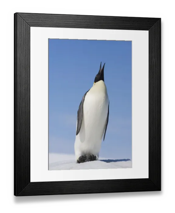 Framed Print : 01947dt. Emperor Framed Print : 01947dt. Emperor
