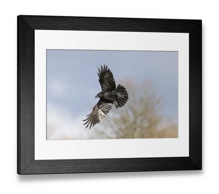 Framed Print : Raven Corvus corax Mid Wales March Framed Print : Raven Corvus corax Mid Wales March