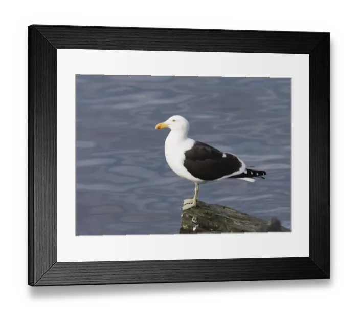 Framed Print : 01930dt. Kelp Gull Larus dominicanus breeding adult Ushuiaia Argentina November Framed Print : 01930dt. Kelp Gull Larus dominicanus breeding adult Ushuiaia Argentina November