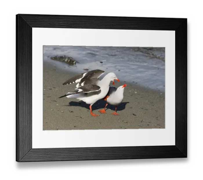 Framed Print : 01937dt. Dolphin
