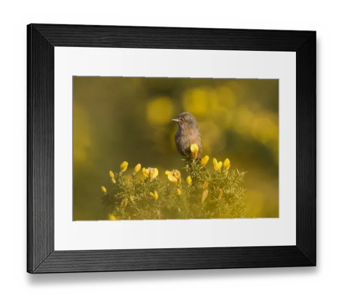 Framed Print : Dartford Warbler Sylvia undata female on lowland heath Surrey April Framed Print : Dartford Warbler Sylvia undata female on lowland heath Surrey April