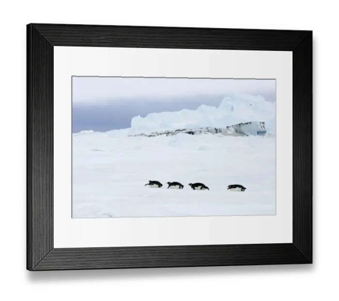 Framed Print : 01974dt. Emperor Penguins Aptenodytes forsteri Snow Hill Island Antarctica November Framed Print : 01974dt. Emperor Penguins Aptenodytes forsteri Snow Hill Island Antarctica November