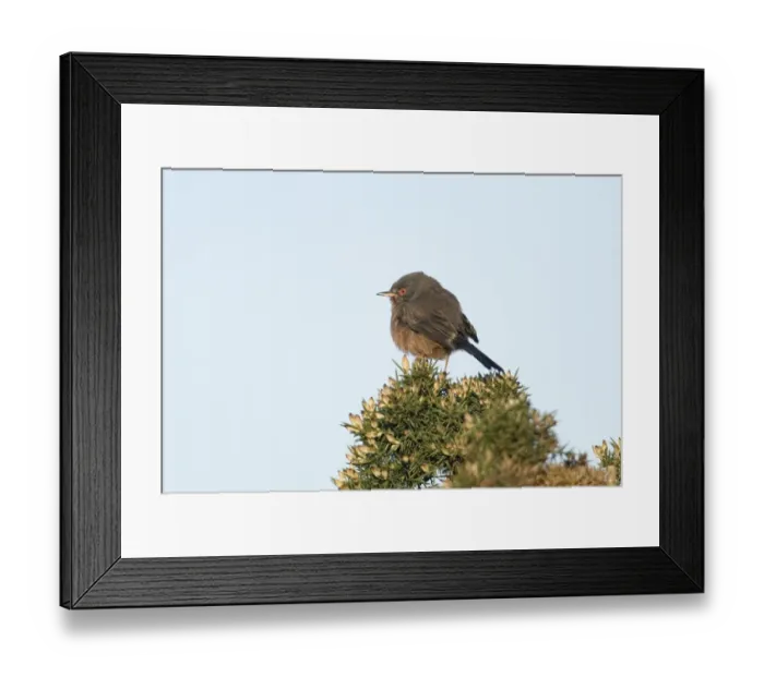 Framed Print : Dartford Warbler Sylvia undata female on lowland heath Surrey April Framed Print : Dartford Warbler Sylvia undata female on lowland heath Surrey April