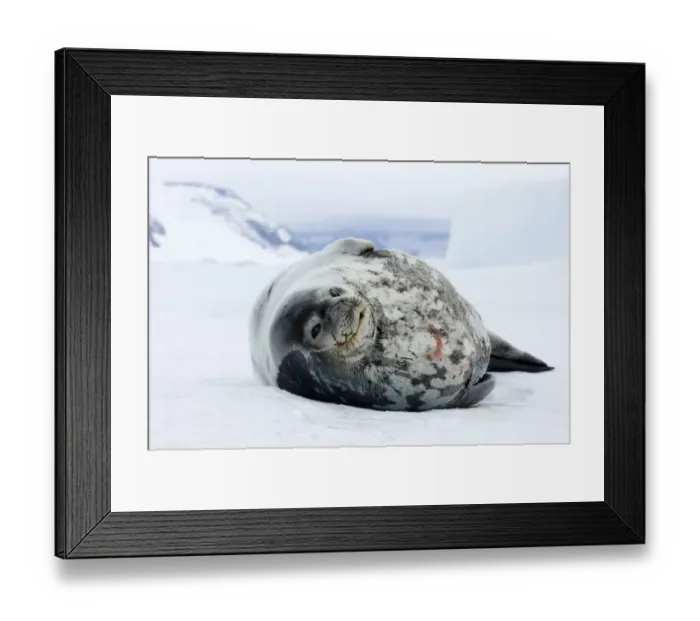Framed Print : 01971dt. Weddell Framed Print : 01971dt. Weddell