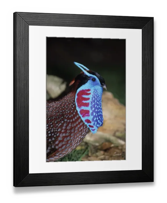 Framed Print : Temmincks Tragopan, male displaying with unfurled lappet, captive Framed Print : Temmincks Tragopan, male displaying with unfurled lappet, captive