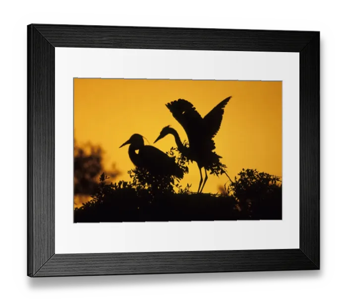 Framed Print : Grey Heron Ardea cinerea adult with well grown chick on nest UK summer Framed Print : Grey Heron Ardea cinerea adult with well grown chick on nest UK summer