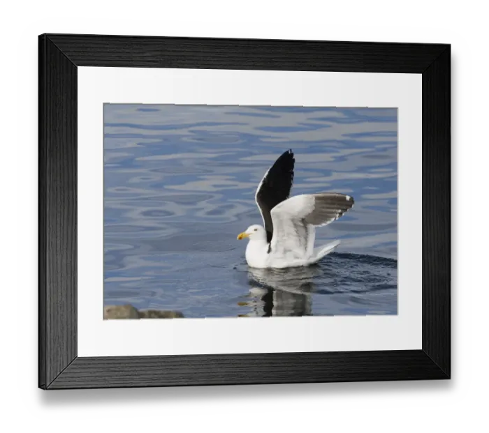Framed Print : 01929dt. Kelp Gull Larus dominicanus breeding adult Ushuiaia Argentina November Framed Print : 01929dt. Kelp Gull Larus dominicanus breeding adult Ushuiaia Argentina November