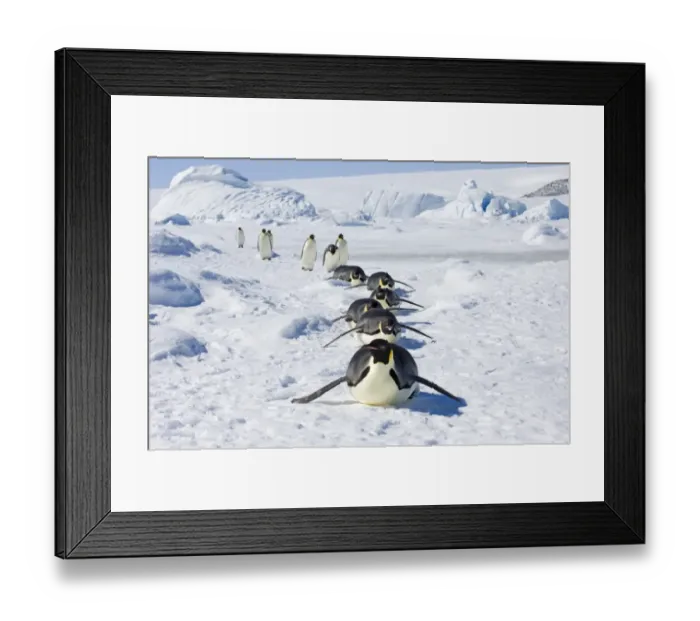 Framed Print : 01946dt. Emperor Penguins Aptenodytes forsteri Snow Hill Island Antarctica November Framed Print : 01946dt. Emperor Penguins Aptenodytes forsteri Snow Hill Island Antarctica November