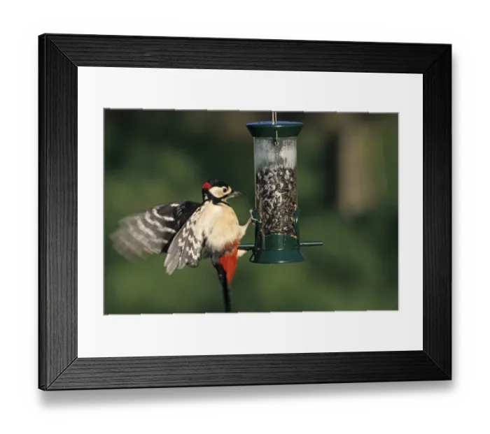 Framed Print : Great Spotted Woodpecker Dendrocopos major on garden feeder Kent UK Framed Print : Great Spotted Woodpecker Dendrocopos major on garden feeder Kent UK