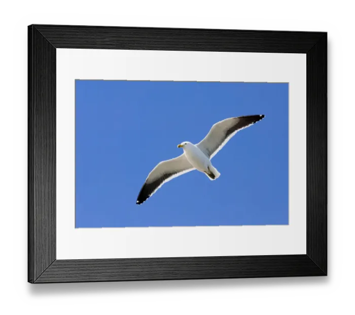 Framed Print : 01945dt. Kelp Gull Larus dominicanus breeding adult Ushuiaia Argentina November Framed Print : 01945dt. Kelp Gull Larus dominicanus breeding adult Ushuiaia Argentina November