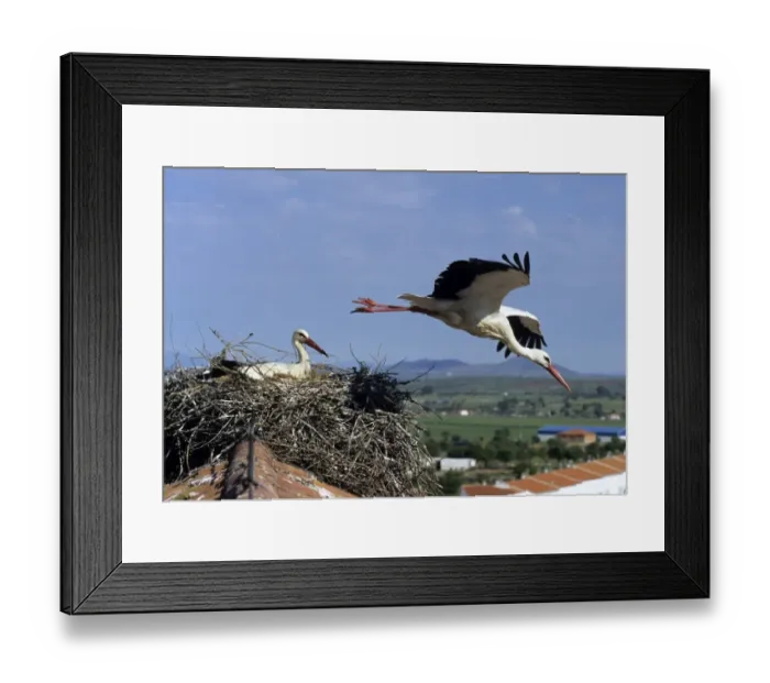 Framed Print : White Stork Ciconia ciconia pair with one leaving nest Spain summer Framed Print : White Stork Ciconia ciconia pair with one leaving nest Spain summer
