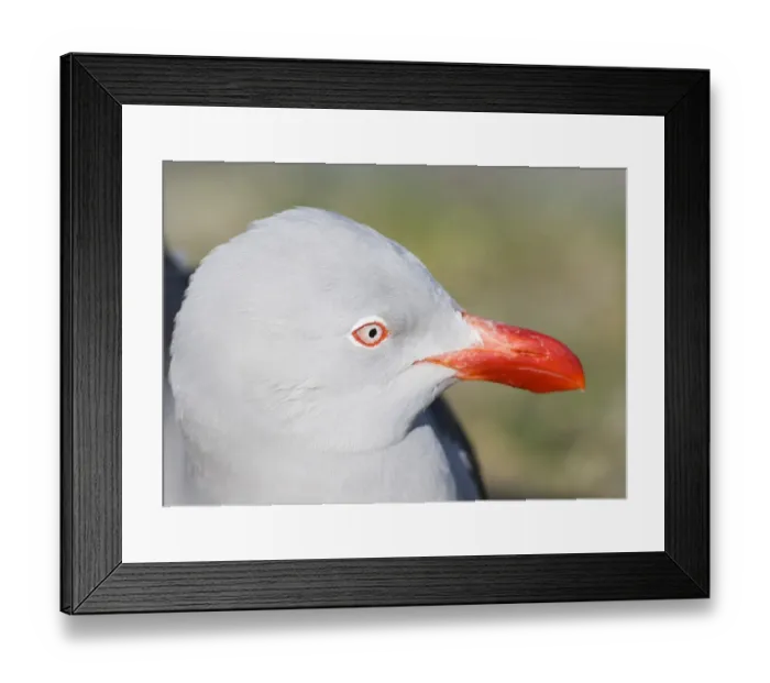 Framed Print : 01940dt. Dolphin Gull Larus scoresbii adult Beagle Channel Argentina November Framed Print : 01940dt. Dolphin Gull Larus scoresbii adult Beagle Channel Argentina November