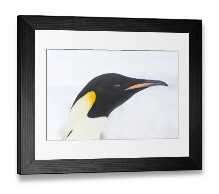 Framed Print : 01964dt. Emperor Penguin Aptenodytes forsteri Snow Hill Island Antarctica November Framed Print : 01964dt. Emperor Penguin Aptenodytes forsteri Snow Hill Island Antarctica November