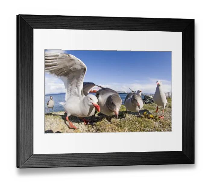 Framed Print : 01943dt. Dolphin Gulls Larus scoresbii on sea front in Ushuiaia Argentina November Framed Print : 01943dt. Dolphin Gulls Larus scoresbii on sea front in Ushuiaia Argentina November
