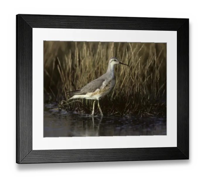 Framed Print : Wilsons Phalarope Phalaropus tricolor winter plumage vagrant Cornwall UK autumn Framed Print : Wilsons Phalarope Phalaropus tricolor winter plumage vagrant Cornwall UK autumn