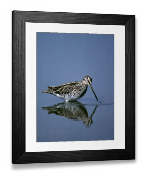 Framed Print : Snipe Gallinago gallinago Kent August UK Framed Print : Snipe Gallinago gallinago Kent August UK