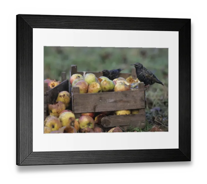 Framed Print : Starlings Sturnus vulgarus feeding on windfall apples in garden in orchard Kent autumn Framed Print : Starlings Sturnus vulgarus feeding on windfall apples in garden in orchard Kent autumn