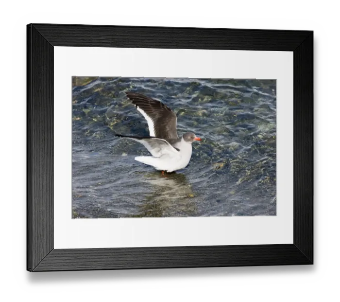 Framed Print : 01939dt. Dolphin Framed Print : 01939dt. Dolphin
