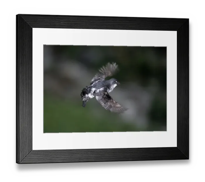 Framed Print : Least Auklet St Paul Is Pribilofs Alaska Framed Print : Least Auklet St Paul Is Pribilofs Alaska