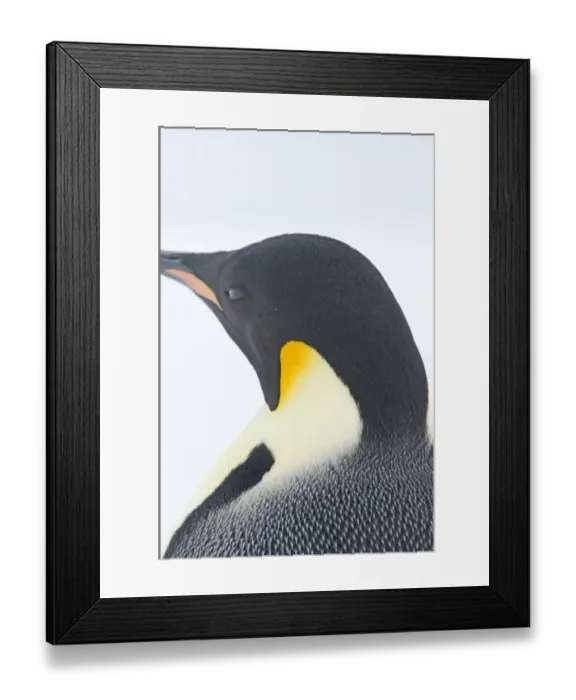 Framed Print : 01970dt. Emperor Penguin Aptenodytes forsteri Snow Hill Island Antarctica November Framed Print : 01970dt. Emperor Penguin Aptenodytes forsteri Snow Hill Island Antarctica November