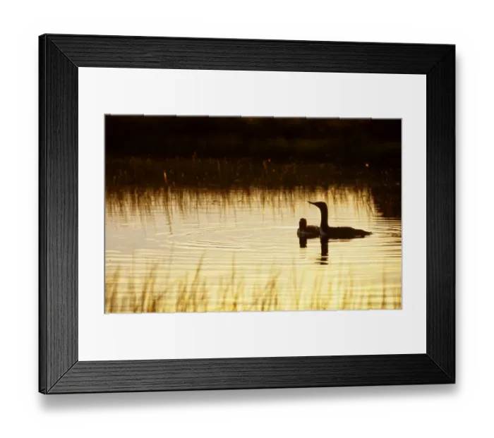 Framed Print : Red-throated Diver Gavia stellata adult with chick on lochan Shetland Scotland June