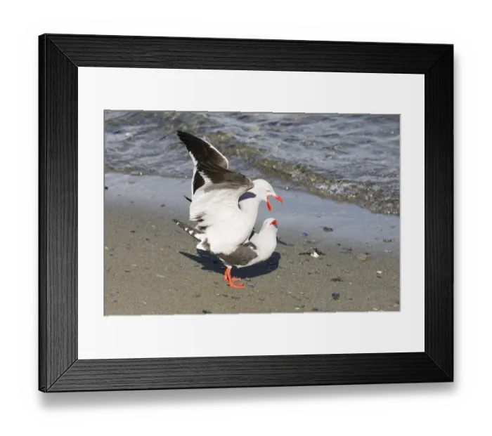 Framed Print : 01938dt. Dolphin Gull Larus scoresbii adults mating Beagle Channel Argentina November Framed Print : 01938dt. Dolphin Gull Larus scoresbii adults mating Beagle Channel Argentina November