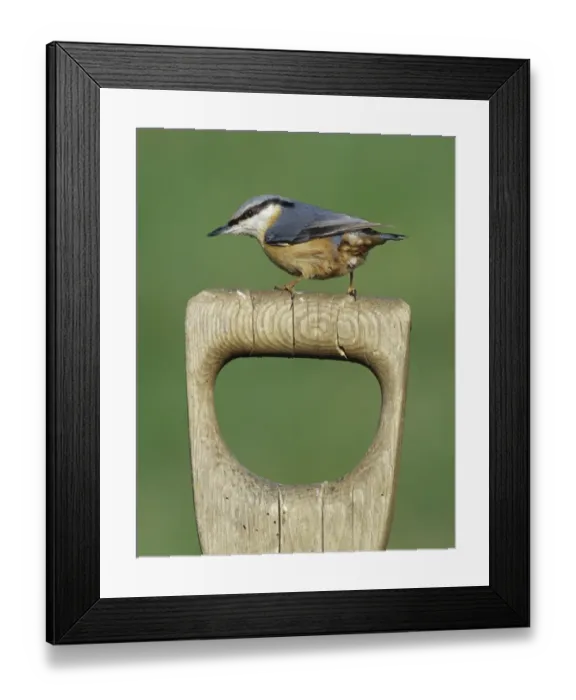Framed Print : Nuthatch Sitta europaea on garden fork handle Kent UK winter Framed Print : Nuthatch Sitta europaea on garden fork handle Kent UK winter