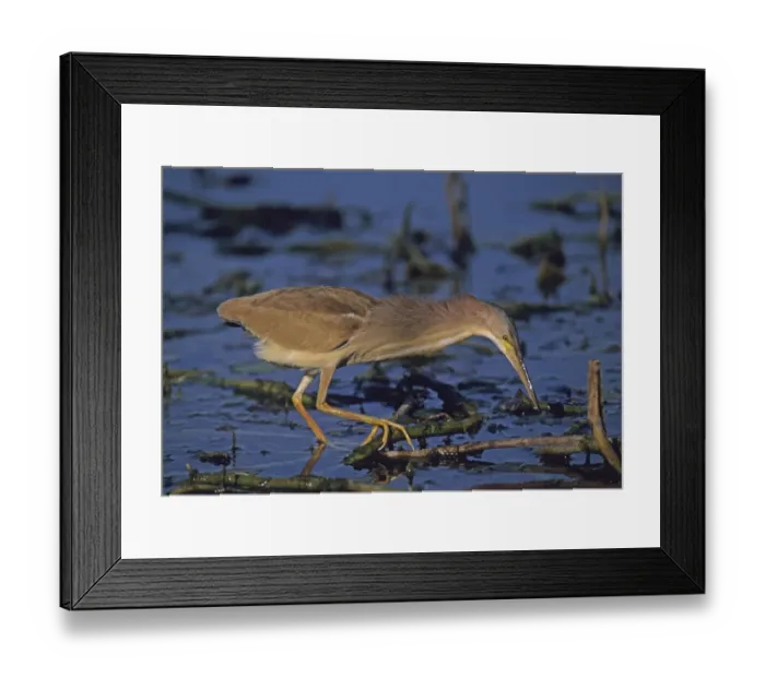 Framed Print : Yellow Bittern Bharatpur India winter Framed Print : Yellow Bittern Bharatpur India winter