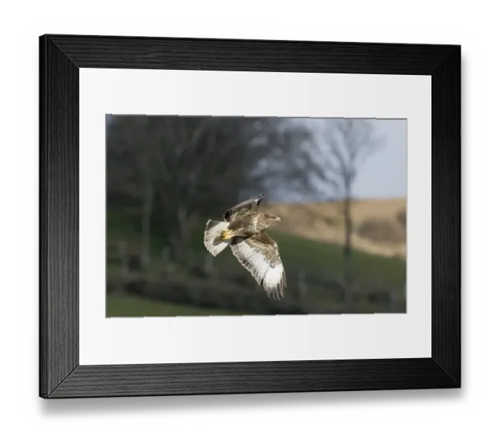 Framed Print : Common Buzzard Buteo buteo Mid Wales March Framed Print : Common Buzzard Buteo buteo Mid Wales March