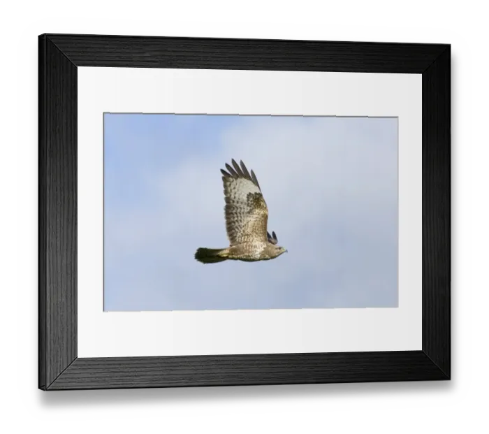Framed Print : Long-tailed Duck Clangula hyemalis moulting male in April Shetland Framed Print : Long-tailed Duck Clangula hyemalis moulting male in April Shetland
