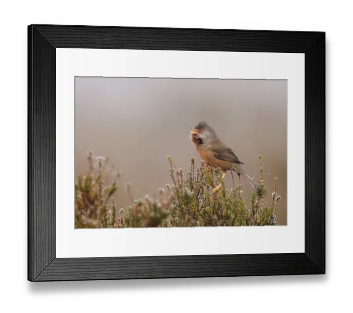 Framed Print : Dartford Warbler Sylvia undata male in song on lowland heath Surrey on frosty morning Framed Print : Dartford Warbler Sylvia undata male in song on lowland heath Surrey on frosty morning