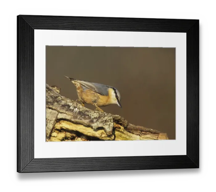 Framed Print : Nuthatch Sitta europaea Kent UK winter Framed Print : Nuthatch Sitta europaea Kent UK winter