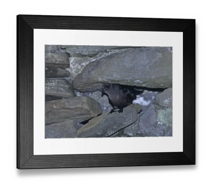 Framed Print : European Storm Petrel Hydrobates pelagicus peering from entrance to nest cavity in Framed Print : European Storm Petrel Hydrobates pelagicus peering from entrance to nest cavity in