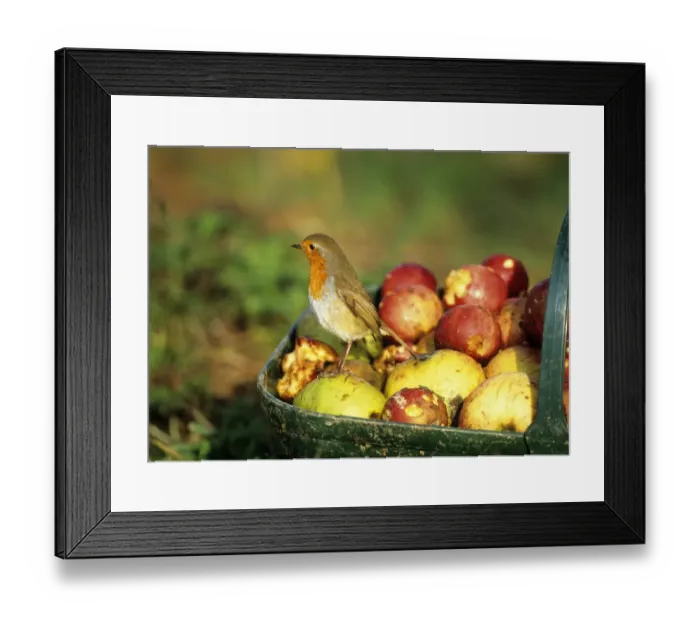 Framed Print : Robin Erithacus rubecula on basket of windfall apples in garden Kent UK Framed Print : Robin Erithacus rubecula on basket of windfall apples in garden Kent UK