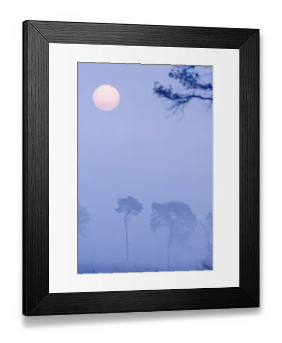 Framed Print : Thursley Common (lowland Heath) NNR on a misty dawn in April Framed Print : Thursley Common (lowland Heath) NNR on a misty dawn in April
