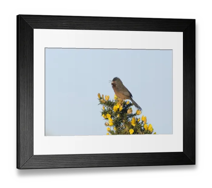 Framed Print : Dartford Warbler Sylvia undata male in song on lowland heath Surrey April Framed Print : Dartford Warbler Sylvia undata male in song on lowland heath Surrey April