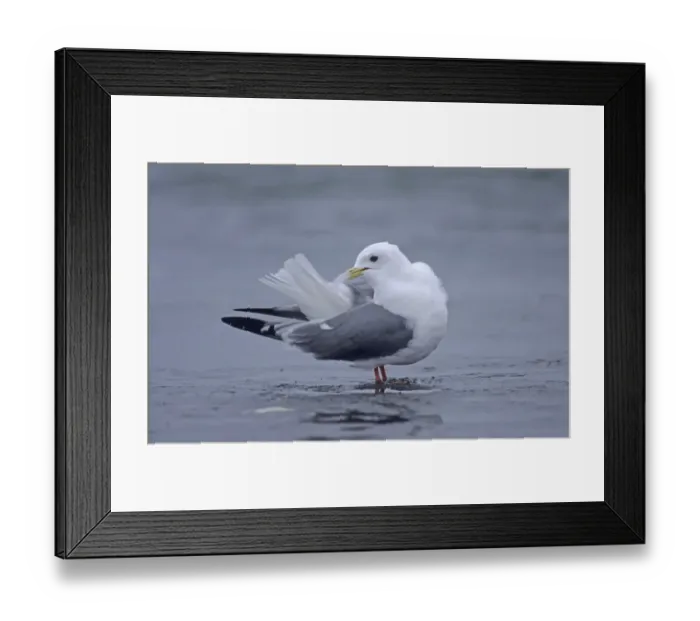 Framed Print : Red-legged Kittiwake St Paul Island Pribilofs Alaska Framed Print : Red-legged Kittiwake St Paul Island Pribilofs Alaska