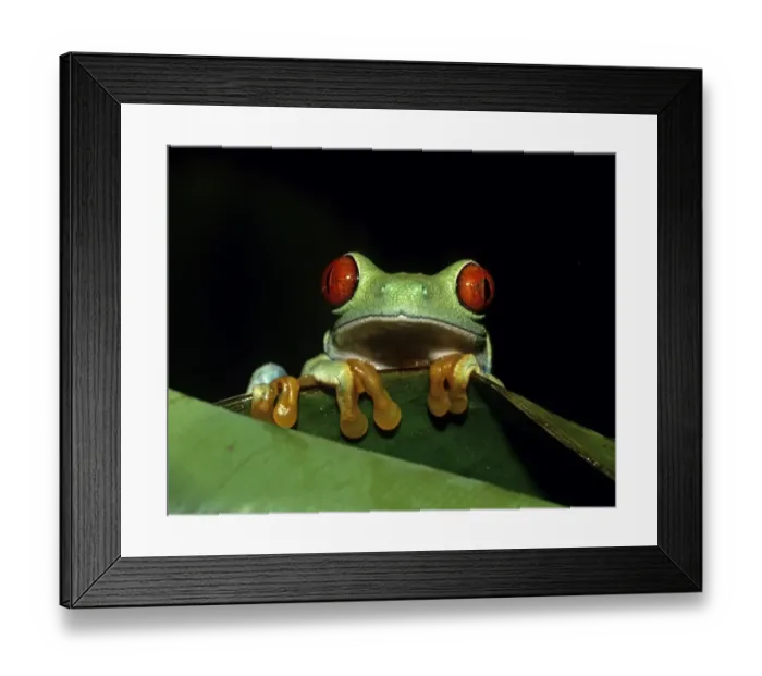 Framed Print : Red-eyed Tree Frog peering over leaf (captive)