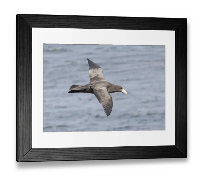 Framed Print : 01935dt. Southern Framed Print : 01935dt. Southern