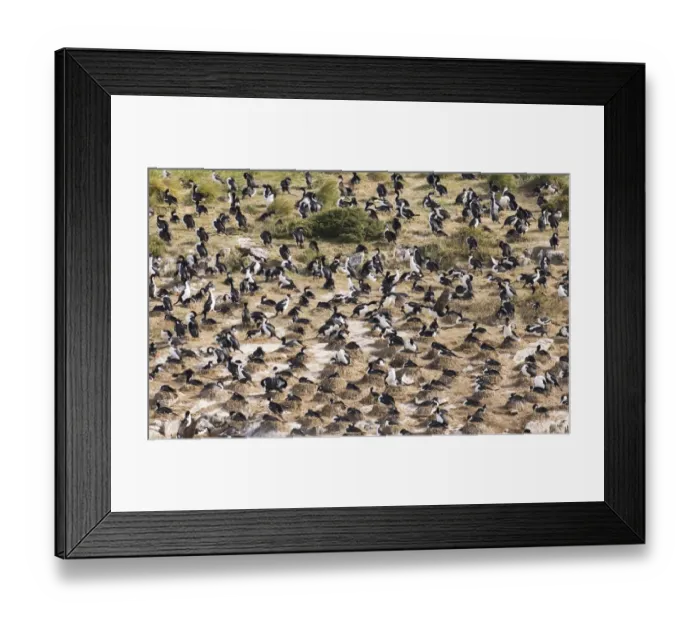 Framed Print : 01931dt. Imperial Framed Print : 01931dt. Imperial