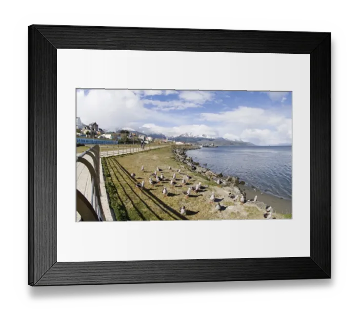 Framed Print : 01942dt. Dolphin Gulls Larus scoresbii on sea front in Ushuiaia Argentina November