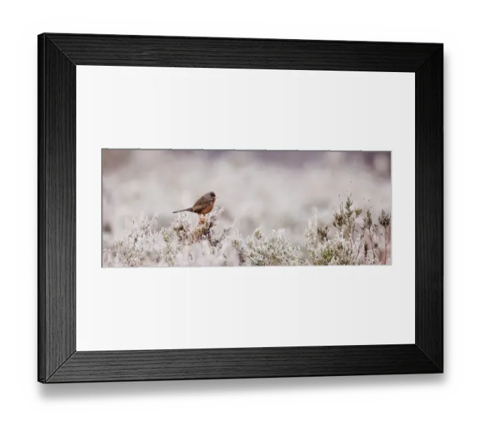 Framed Print : Dartford Warbler Sylvia undata male on lowland heath Surrey on frosty morning April Framed Print : Dartford Warbler Sylvia undata male on lowland heath Surrey on frosty morning April