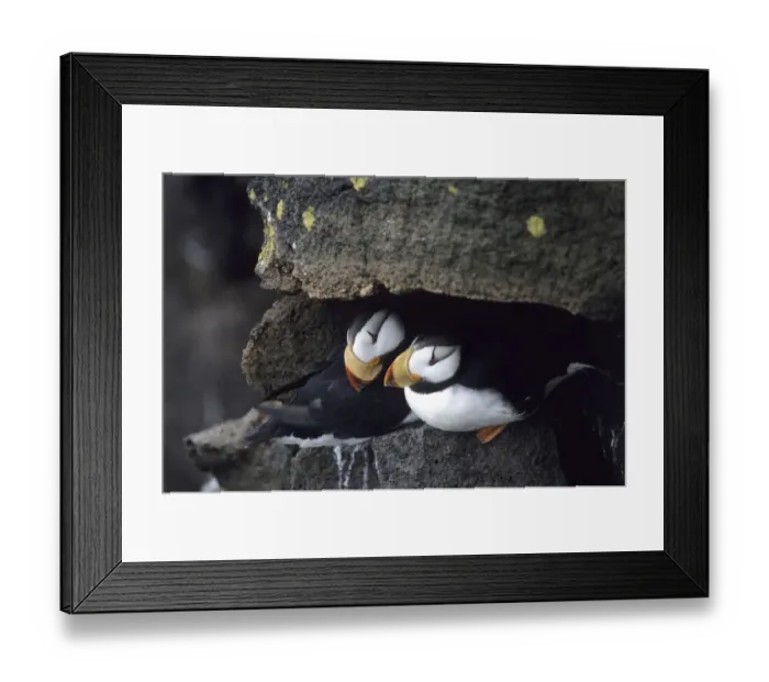Framed Print : Horned Puffins, pair St Paul Pribilof Islands, Bering Sea Alaska August Framed Print : Horned Puffins, pair St Paul Pribilof Islands, Bering Sea Alaska August