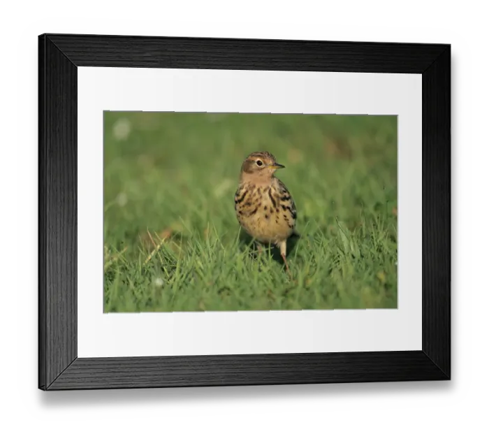 Framed Print : Red-throated Pipit Anthus cervinus migrant Lesbos Greece April Framed Print : Red-throated Pipit Anthus cervinus migrant Lesbos Greece April