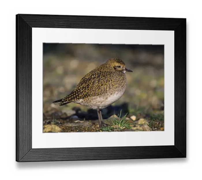 Framed Print : Golden Plover Pluvialis apricaria in winter plumage Norfolk UK Framed Print : Golden Plover Pluvialis apricaria in winter plumage Norfolk UK