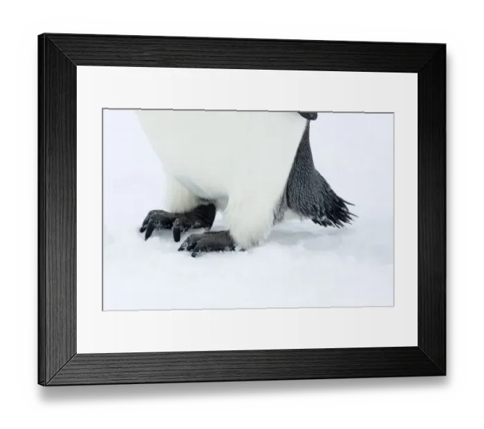 Framed Print : 01969dt. Emperor Penguin Aptenodytes forsteri feet Framed Print : 01969dt. Emperor Penguin Aptenodytes forsteri feet