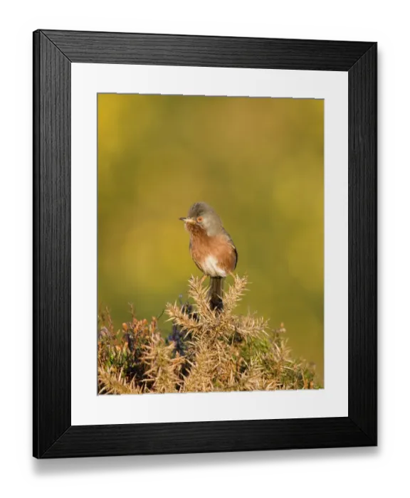 Framed Print : Dartford Warbler Sylvia undata male on lowland heath Surrey April Framed Print : Dartford Warbler Sylvia undata male on lowland heath Surrey April