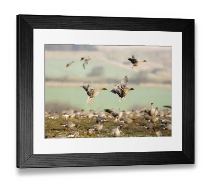 Framed Print : Pink-footed Geese Anser brachyrhynchus North Norfolk winter Framed Print : Pink-footed Geese Anser brachyrhynchus North Norfolk winter